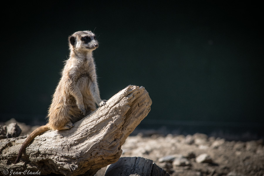 Le Suricate du haut de son promontoire recherche un éventuel danger.