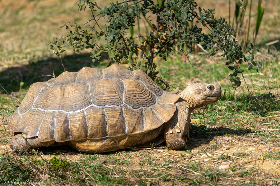 Tortue Sillonnée vue de profil