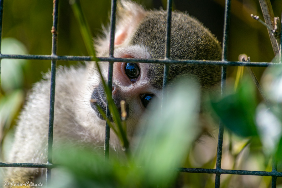 Saïmiri ou Singe Ecureuil dans sa cage