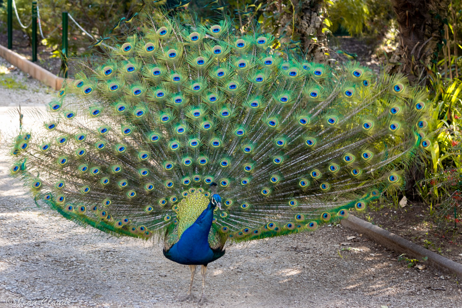 Paon bleu qui se promène dans le parc