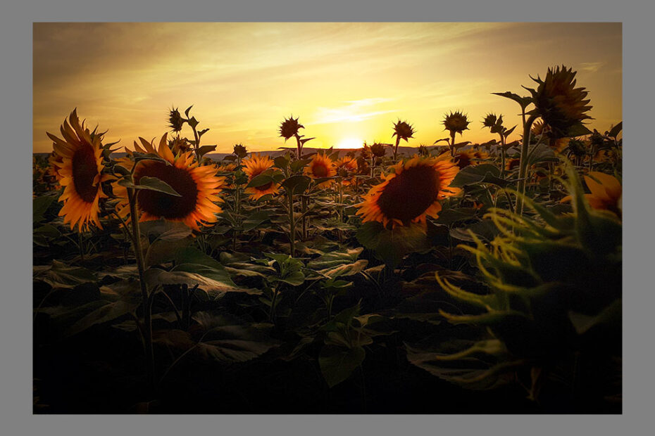 Un champ de tournesols au coucher du soleil.