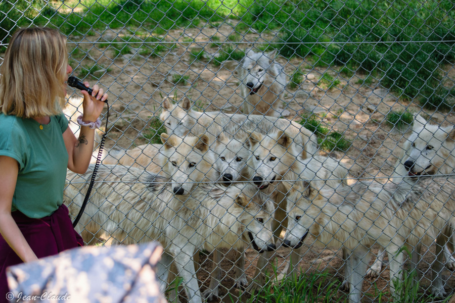 Visite commentée au parc des loups