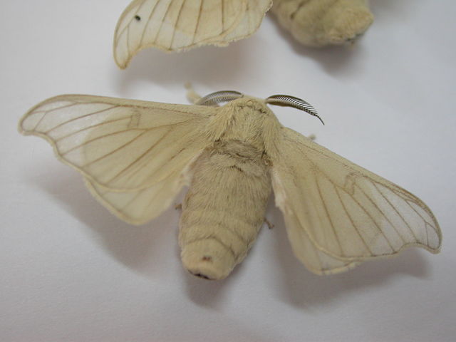 Bombyx adulte. – smartneddy, CC BY-SA 3.0 , via Wikimedia Commons