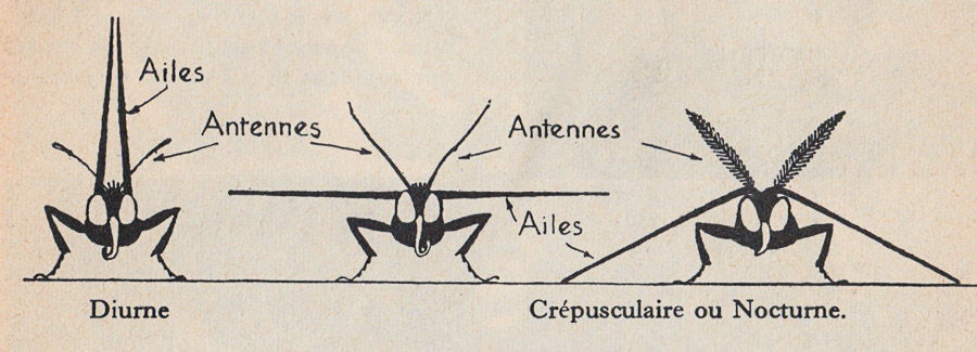 Papillon au repos. – Zoologie – Botanique – classe de 5ième – M.Oria 1955