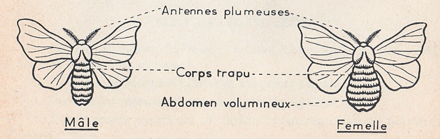 Le bombyx – Mâle et Femelle. – Zoologie – Botanique – classe de 5ième – M.Oria 1955