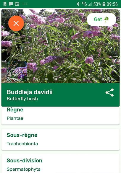 buddleia de David