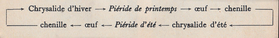 Cycle du papillon. – Zoologie – Botanique – classe de 5ième – M.Oria 1955