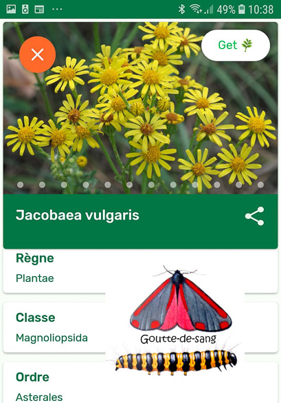 Jacobaea vulgaris et Goutte-de-sang. – PlantSnap