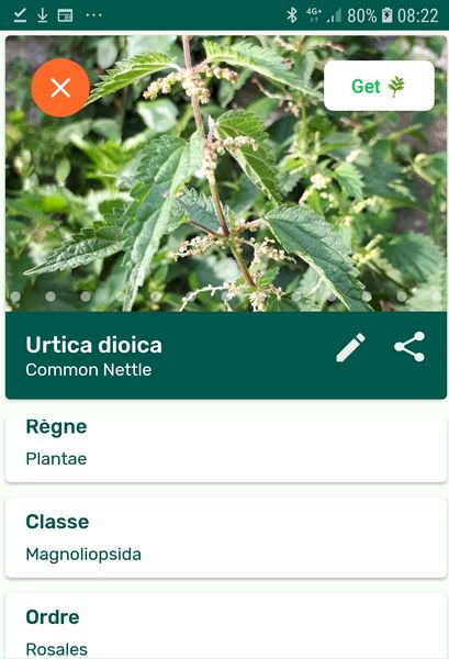 Copie d’écran Plantsnap de l’ortie commune.