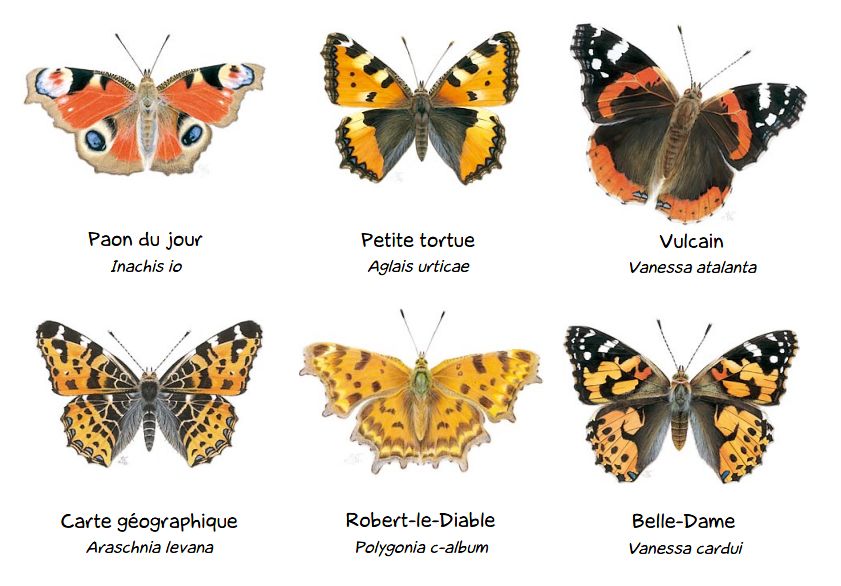 L’ortie et les papillons