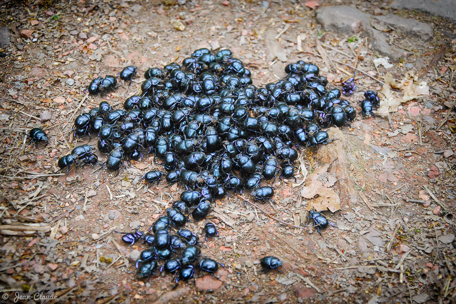 Nid de bousiers dans la forêt domaniale de Raismes