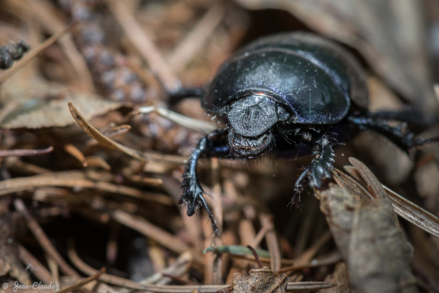 Un portrait de bousier. -Forêt de Raismes-Saint-Amand-Wallers
