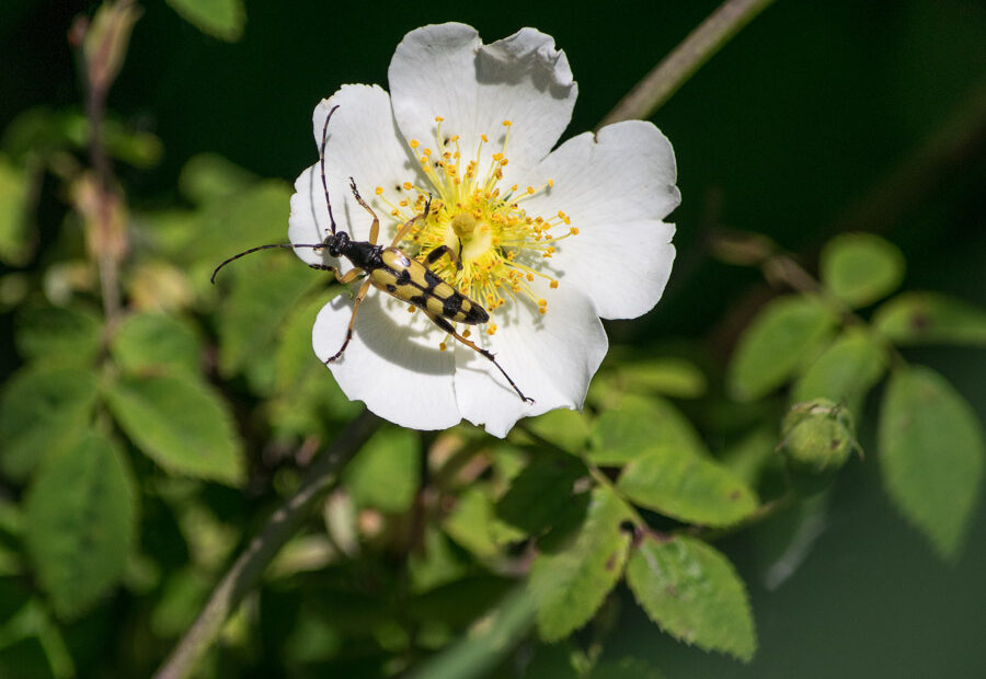 La lepture tachetée lors d'une balade en Forêt domaniale de Marchiennes
