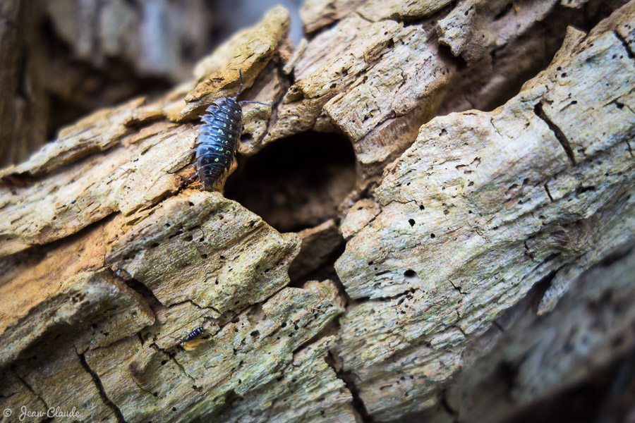 Un cloporte sur le bois mort en forêt