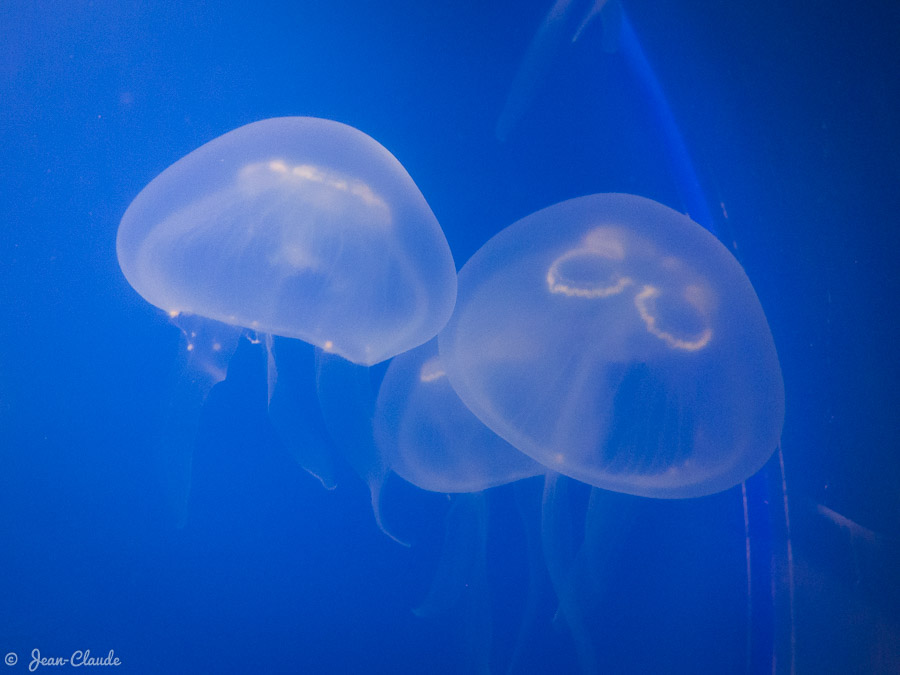 Méduses diaphanes en aquarium.