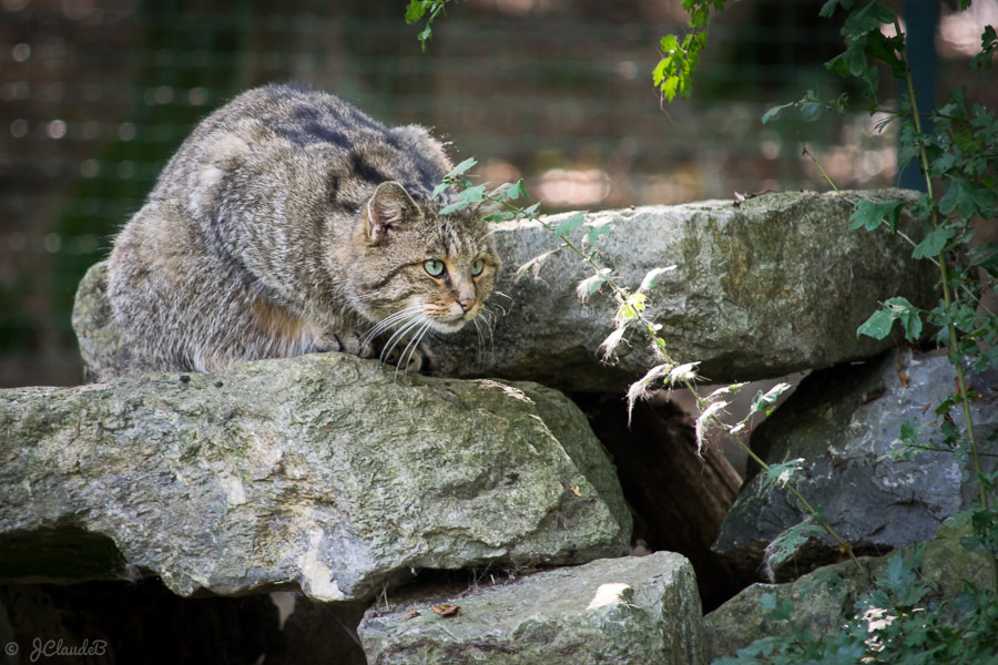 Chat sauvage. - Parc animalier de Han, Belgique 2016