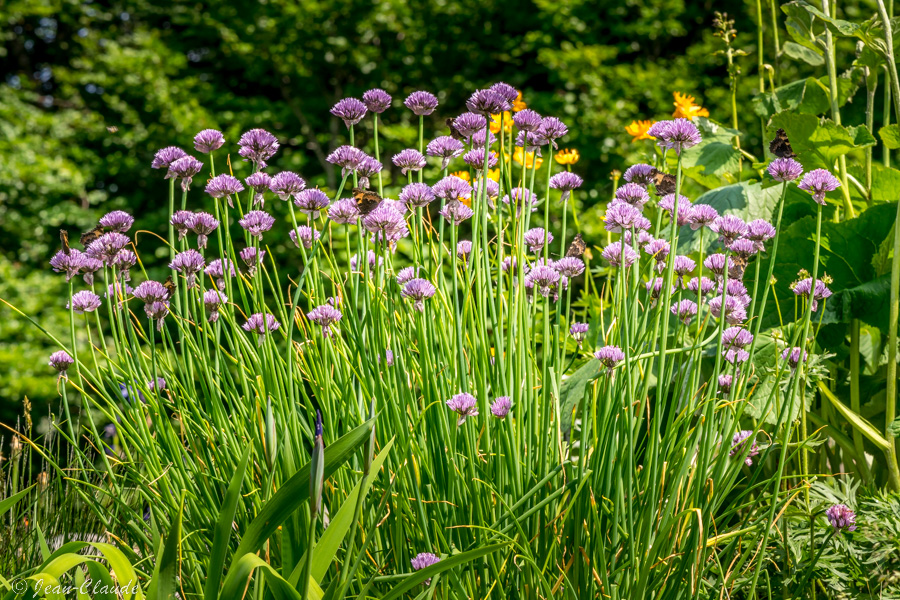 Jardin d'Altitude du Haut-Chitelet
