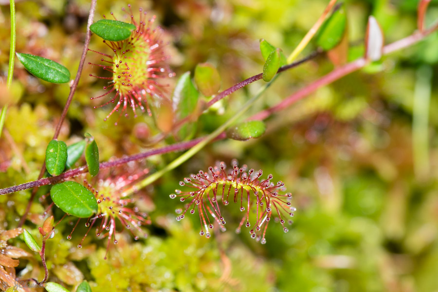 Drosera - jardin d'altitude du Haut-Chitelet, 2017