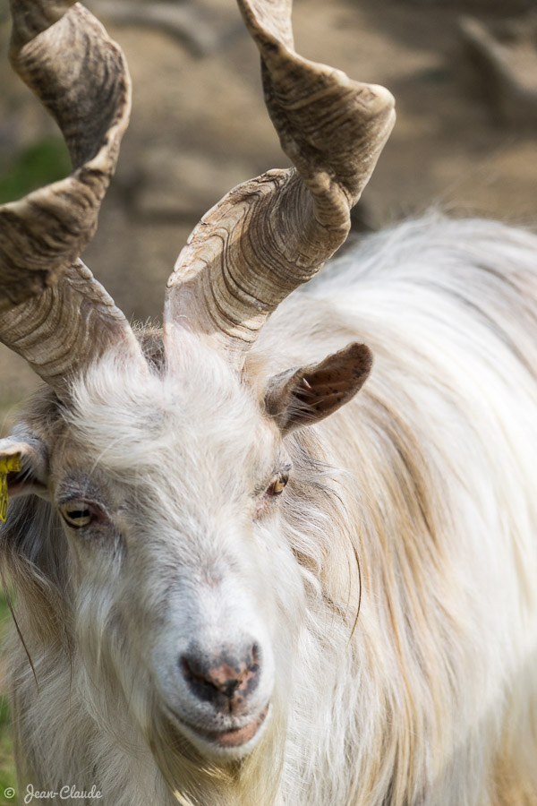 Mammifère Ruminant - La chèvre Girgentana, 2019