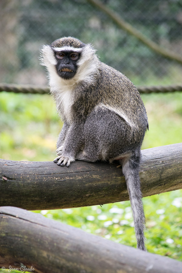 Mammifère Primate - Le grivet, 2019