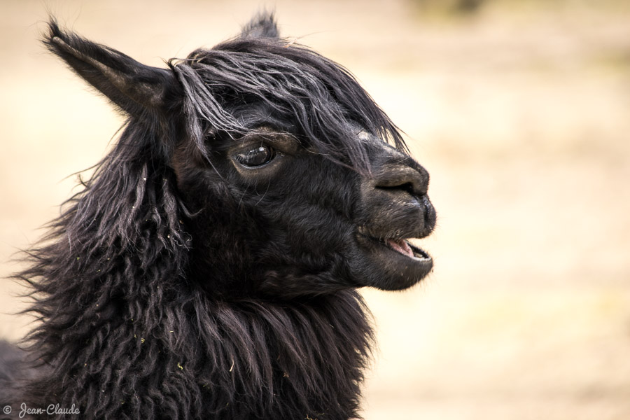 Mammifère Camélidé - Portrait d'un Alpaga, 2019