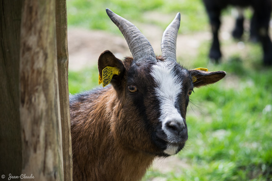 Mammifère Ruminant - Portrait d'une Chèvre naine, 2019