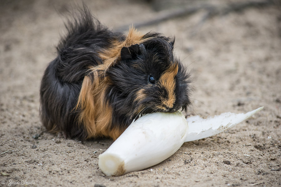 Mammifère Rongeur - Cochon d'Inde dévorant une endive, 2019