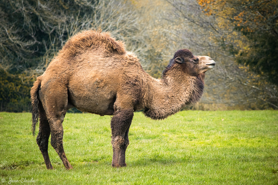 Mammifère Camélidé - Dromadaire de profil, 2019