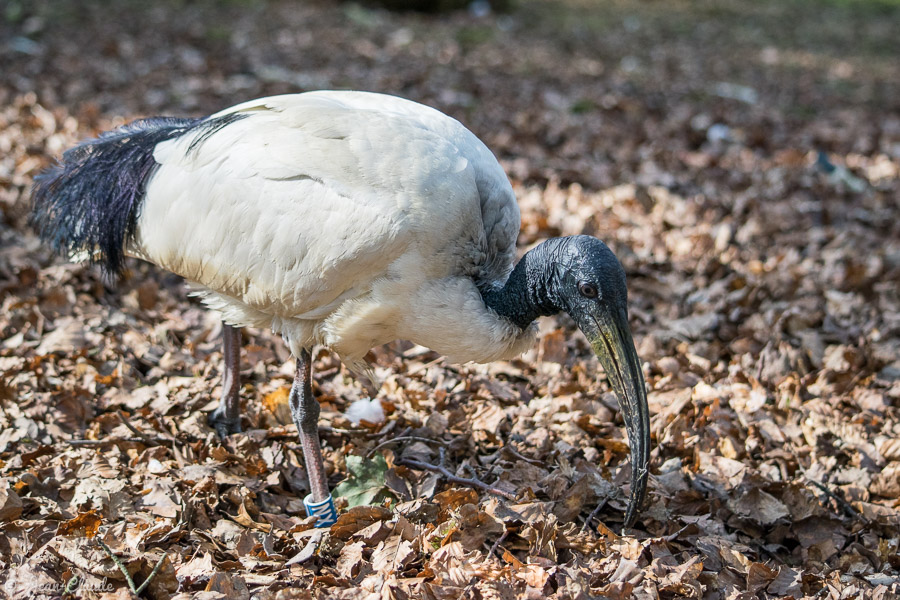 Oiseau Pélécaniforme - Ibis sacré d'Afrique, 2019