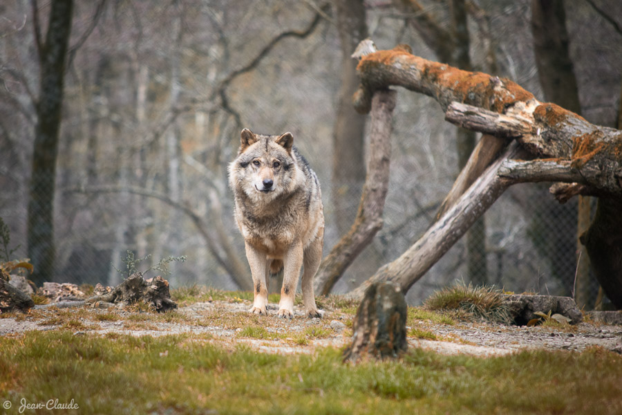 Mammifère Carnassier - Loup européen, 2019