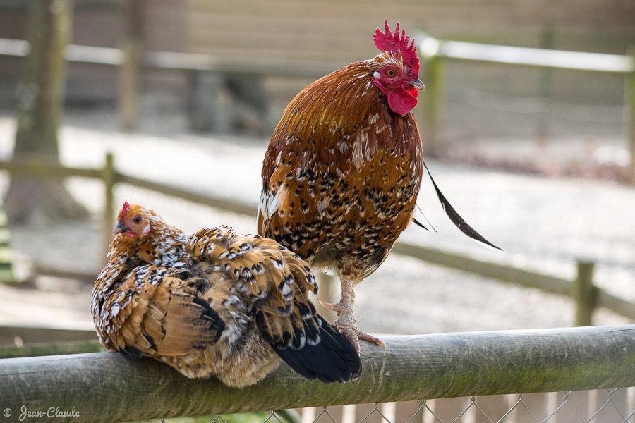 Oiseau Gallinacé - Poule et coq, 2019