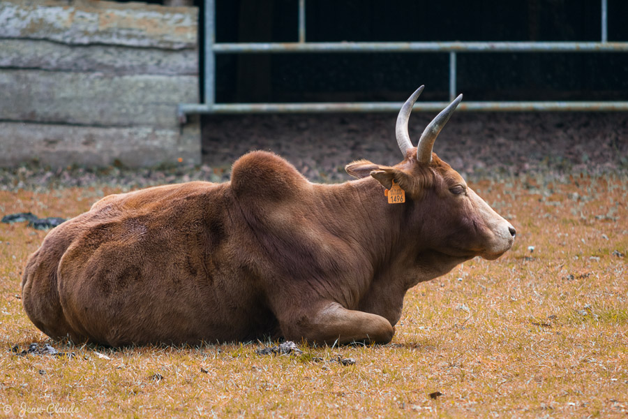 Mammifère Ruminant - Zébu nain, 2019 - Traitement Color Efex Pro