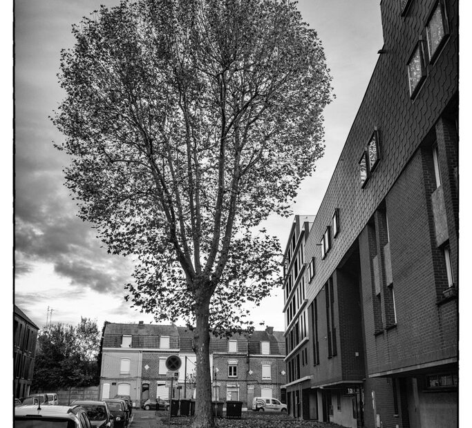 L’arbre rue d’Alger - La Madeleine