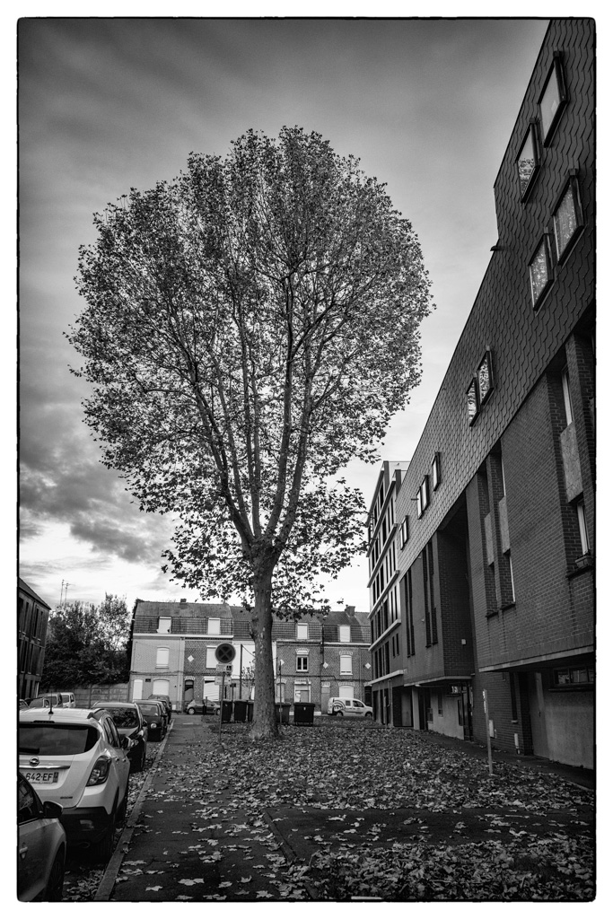 L’arbre rue d’Alger - La Madeleine