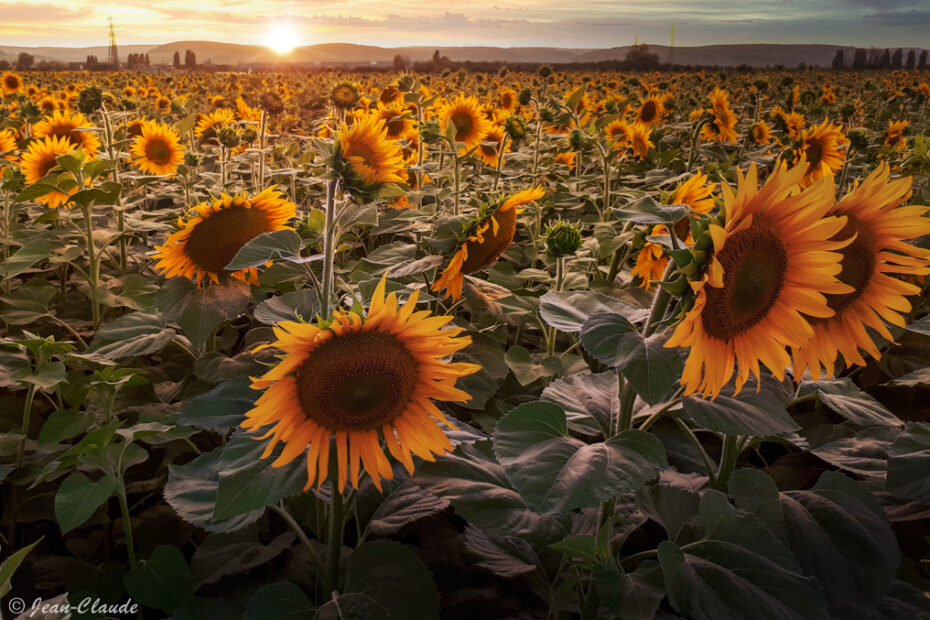 Champ de tournesols à Beaune, sur la route des vacances (2023)