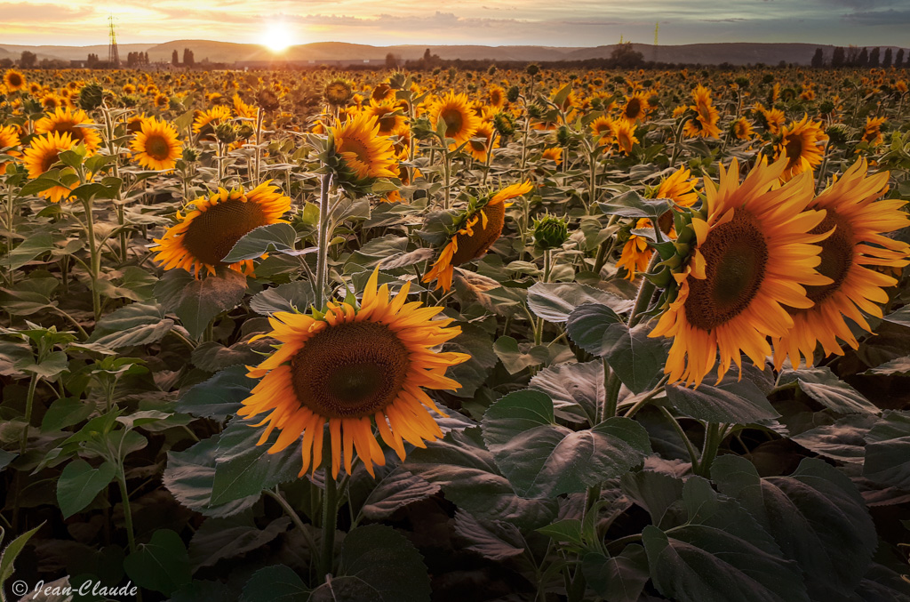 Champ de tournesols à Beaune, sur la route des vacances (2023)
